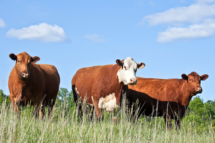Cattle Farming and Beef Production | Co+op