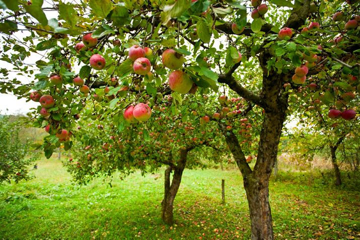 Growing apples in the home garden