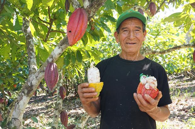Fair trade cacoa farmers