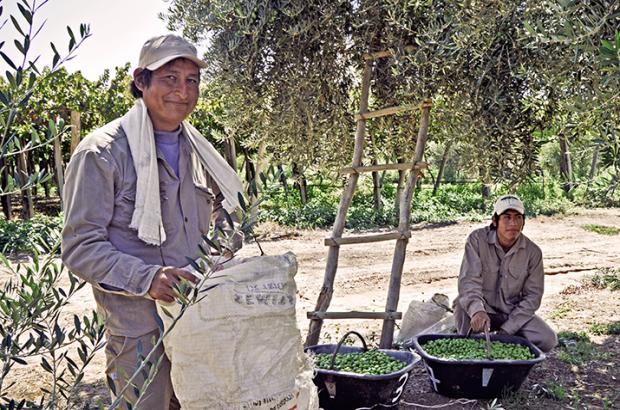 Photo of La Riojana olive oil producers in an olive tree grove