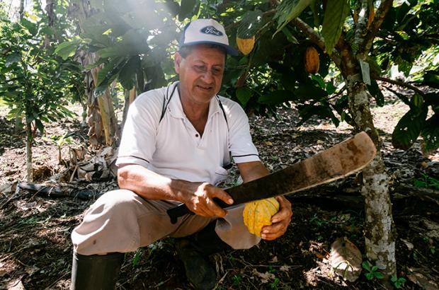 Peruvian farmer holding a cacao pod under under a cacao tree canopy