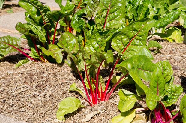 How to mulch edible plants