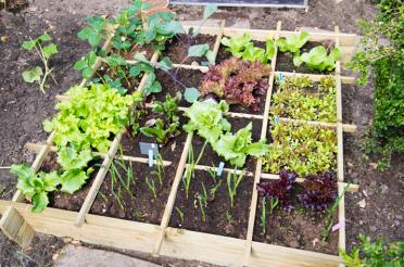 Designing Your Own Vegetable Garden