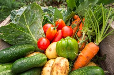 Get Healthy and Save Money by Food Gardening