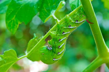 Organic pest controls for your vegetable garden
