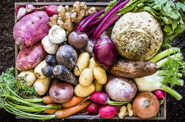 Basket of Root Vegetables
