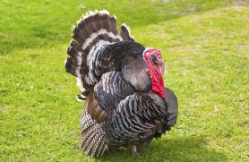 Talking Turkey: A Poultry Primer